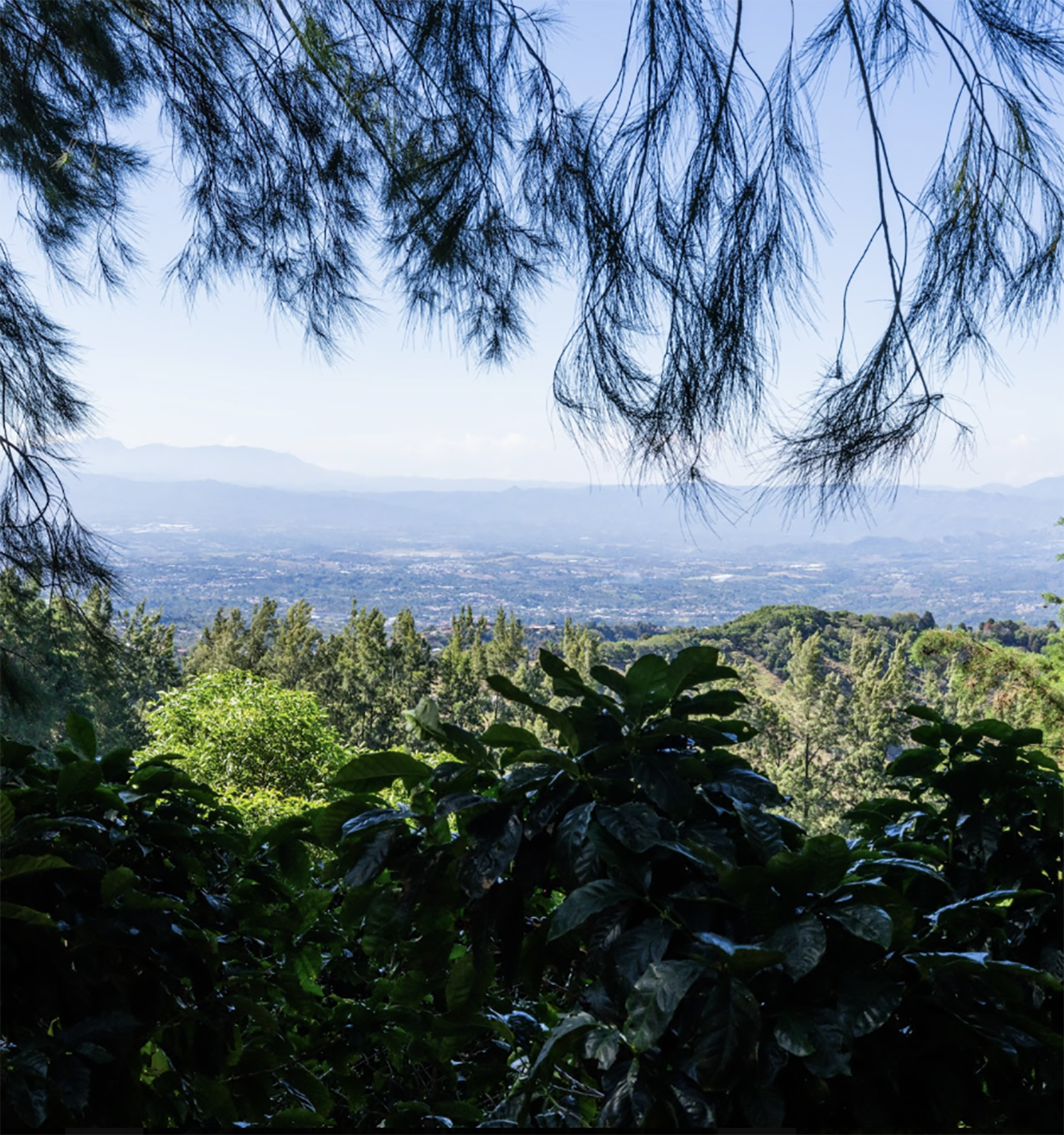 Tout - Producers: Francisco Mena - Slider 2